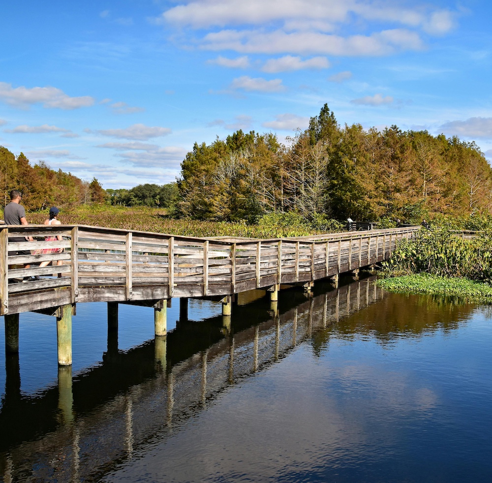 Florida boardwalk nature scene
